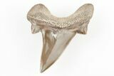 Fossil Mackerel Shark (Cardabiodon) Tooth - Kansas #197367-1